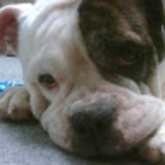 Meet your Posher, Maddy - Picture 1 of 1